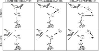 Cascading Effects of Birds and Bats in a Shaded Coffee Agroforestry System